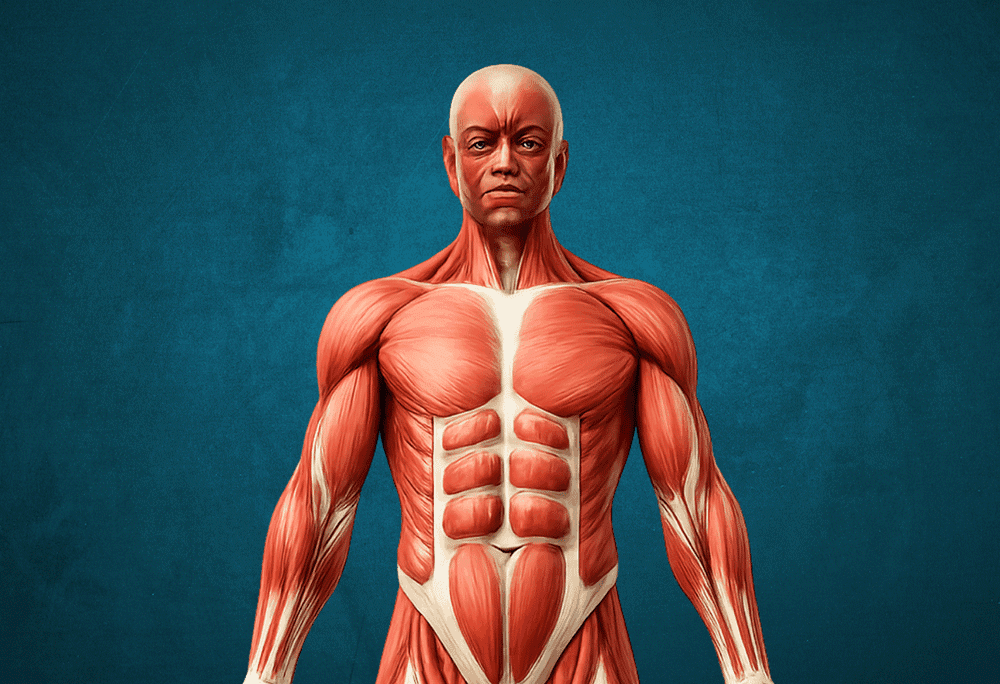 Male muscle anatomy immersive learning experience thumbnail