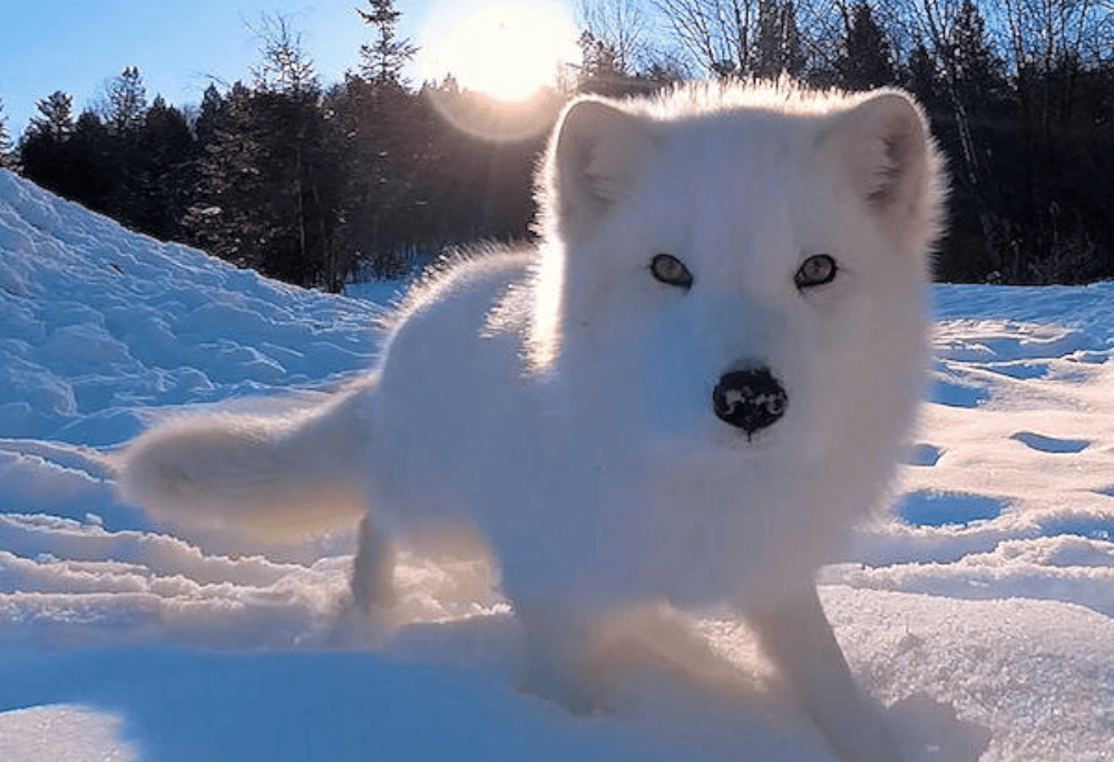 Arctic fox immersive learning experience thumbnail