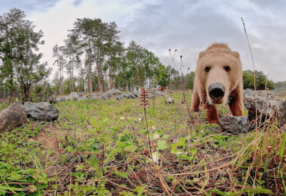 Brown bear immersive learning experience thumbnail