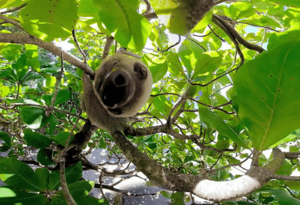 Brown-throated sloth immersive learning experience thumbnail