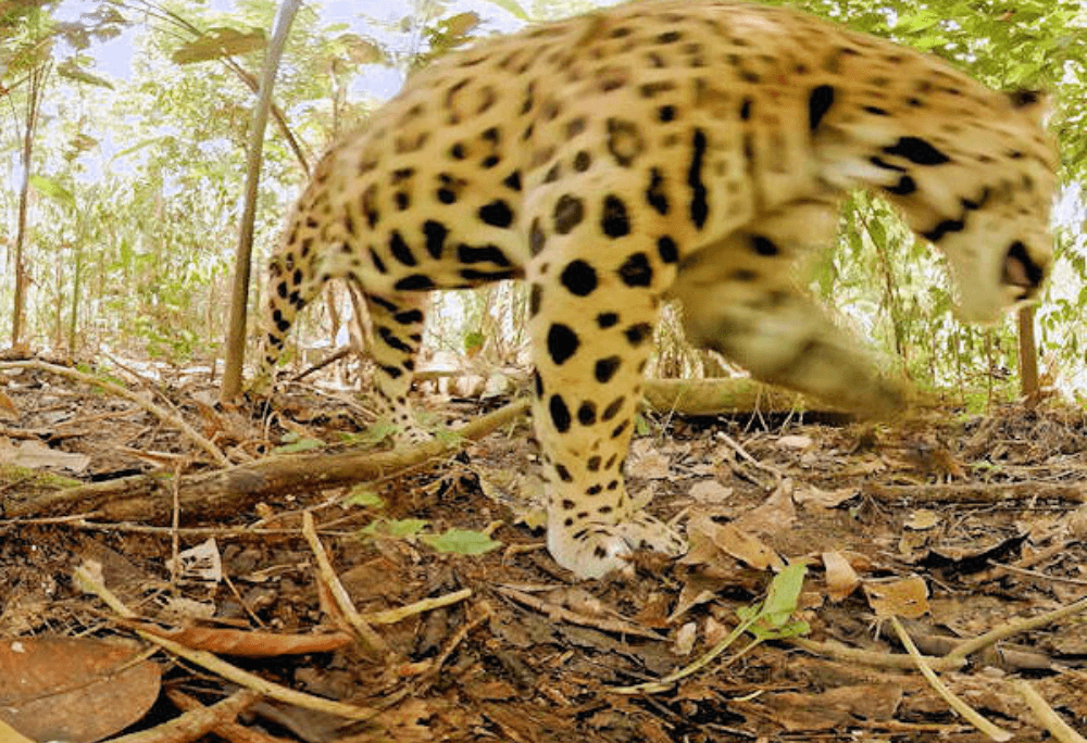 Jaguar immersive learning experience thumbnail
