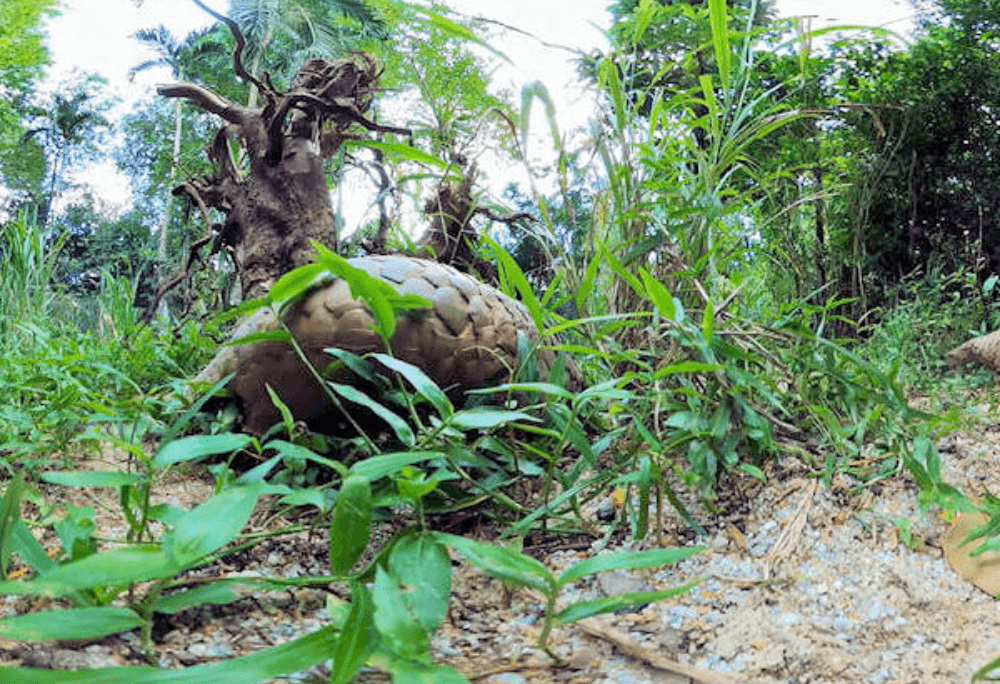 Sunda pangolin immersive learning experience thumbnail