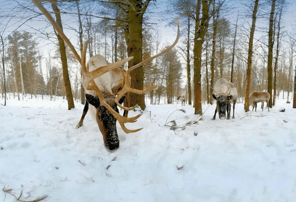 Reindeer immersive learning experience thumbnail