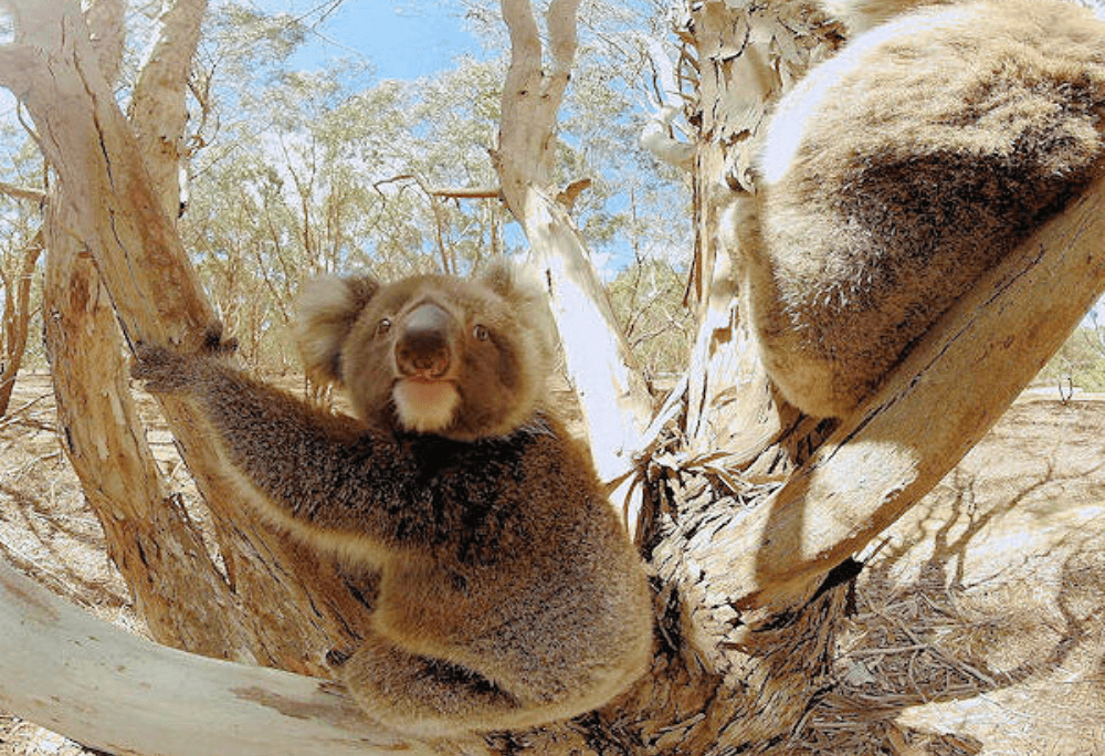 Koala immersive learning experience thumbnail