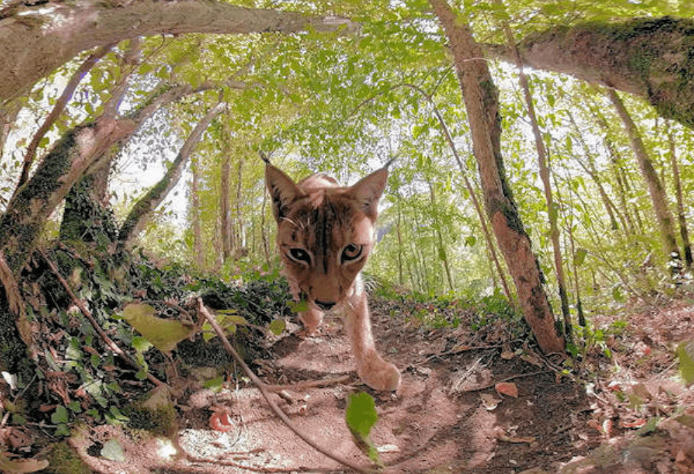 Lynx immersive learning experience thumbnail